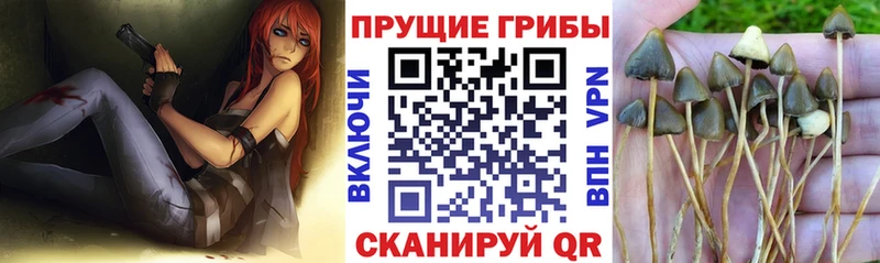 hydra как войти  Почеп  Галлюциногенные грибы Psilocybe 